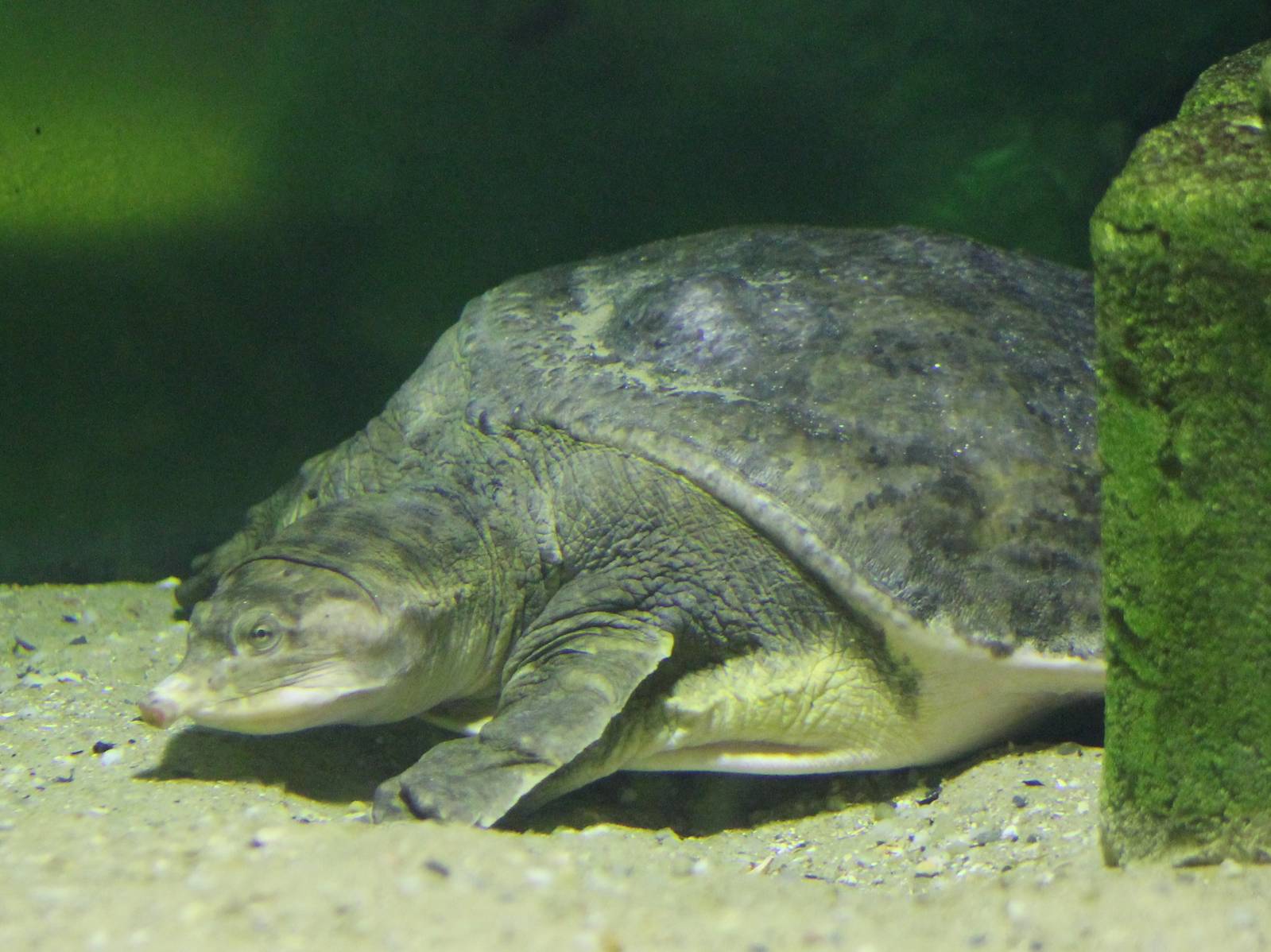 Florida softshell turtle