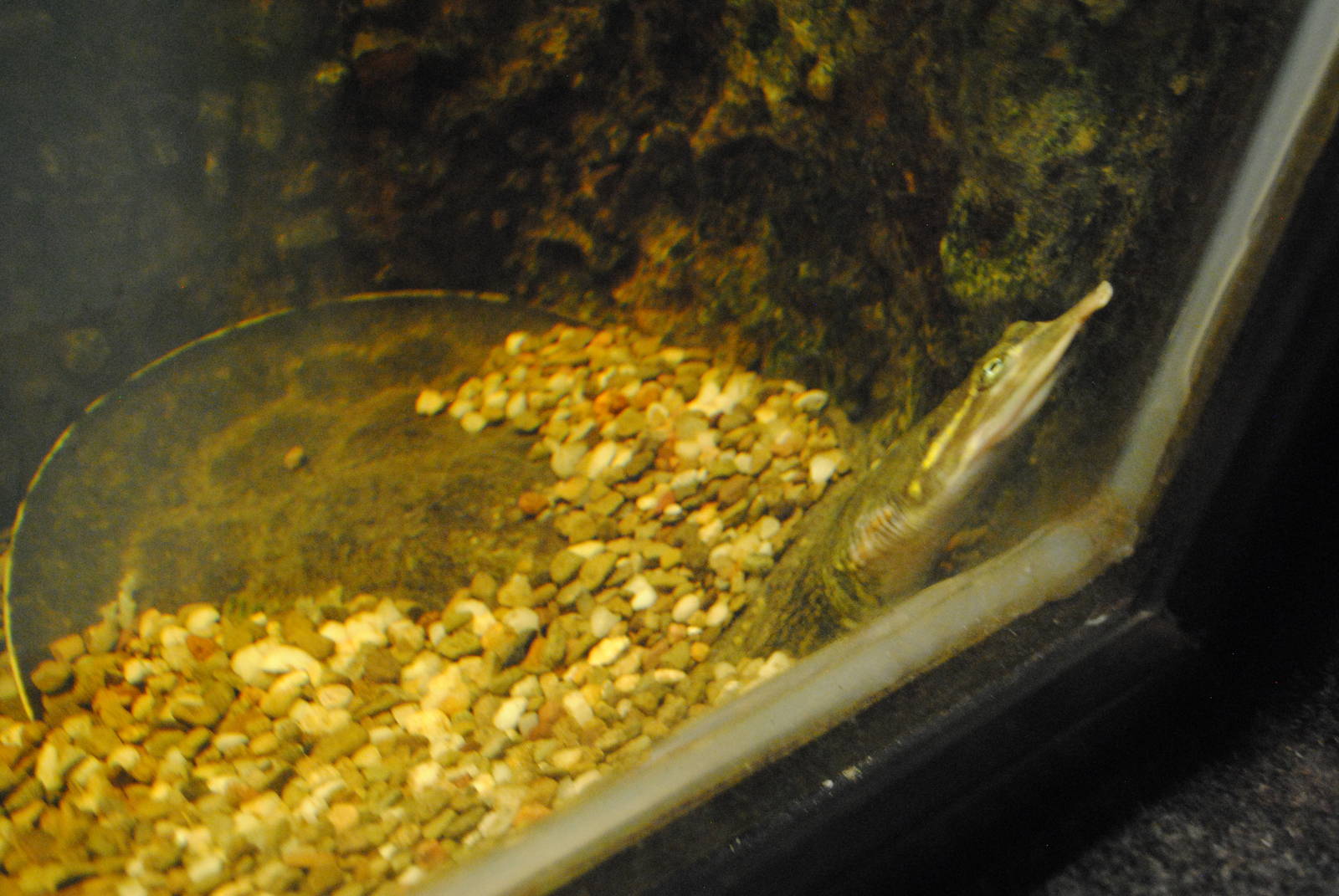 Florida Softshell Turtle