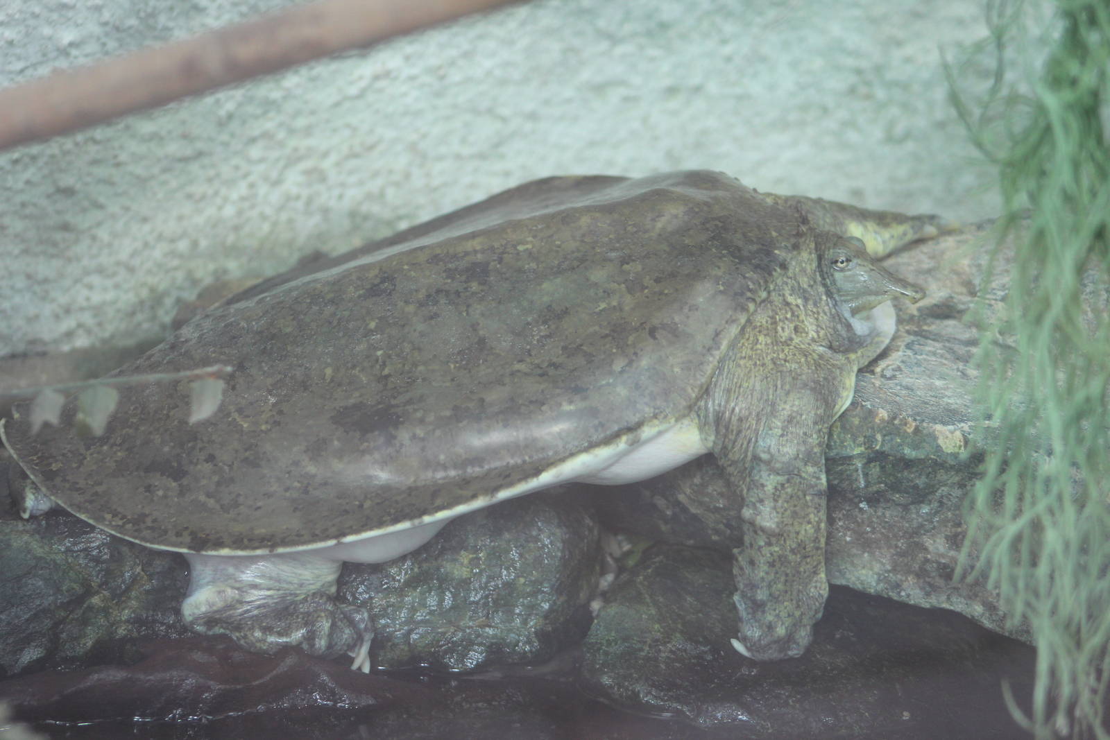 Florida softshell turtle