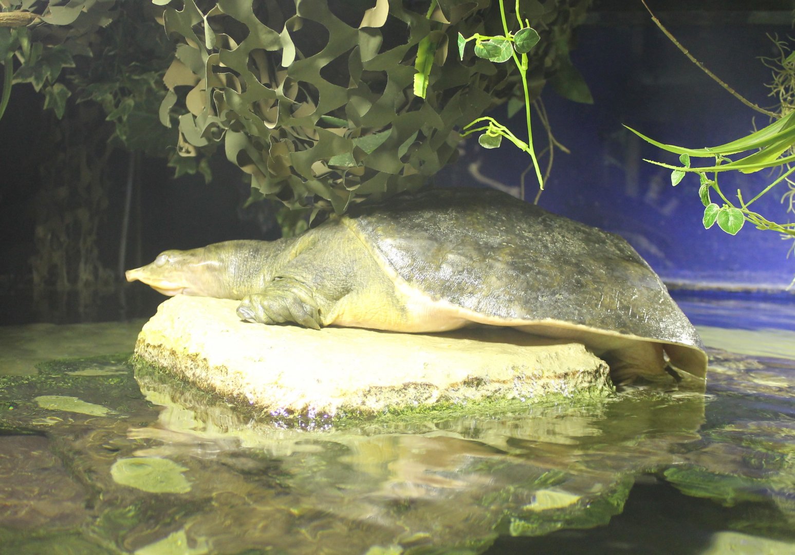 Florida softshell turtle