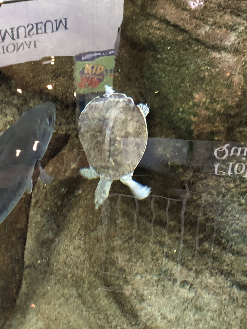 Florida Softshell Turtle
