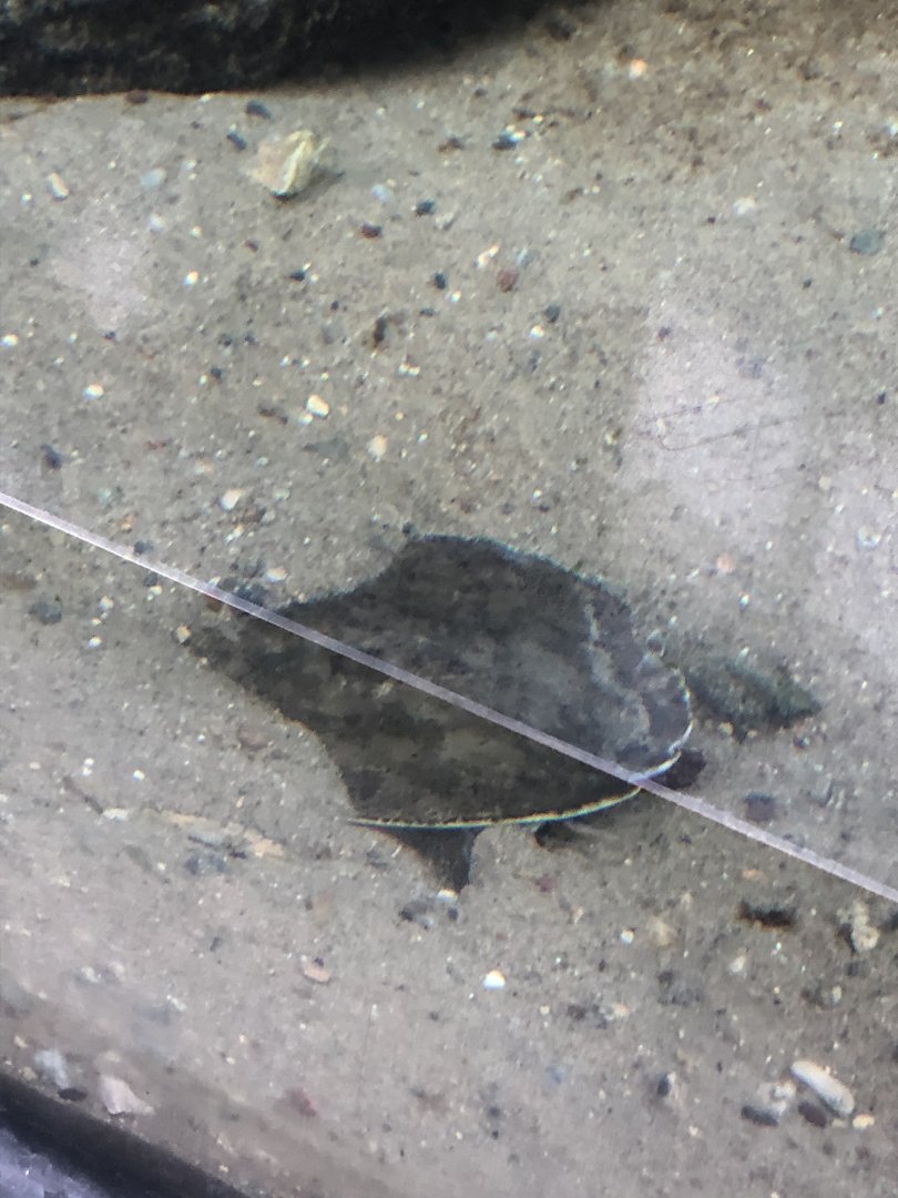 Florida Softshell Turtle