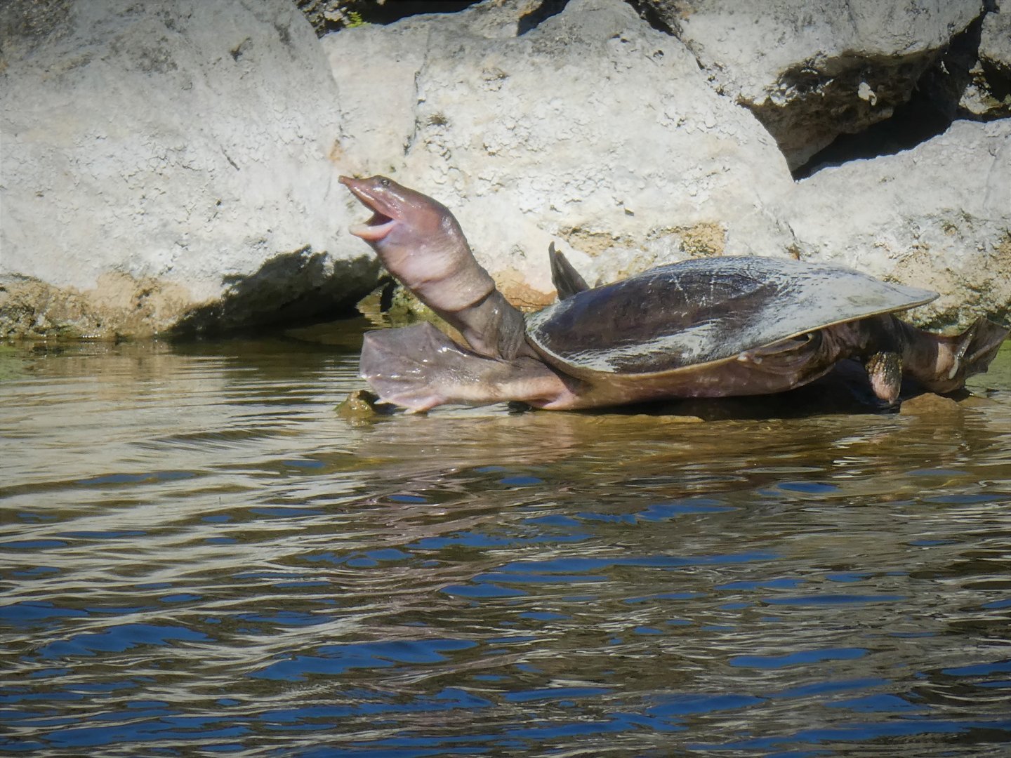 Florida Softshell Turtle