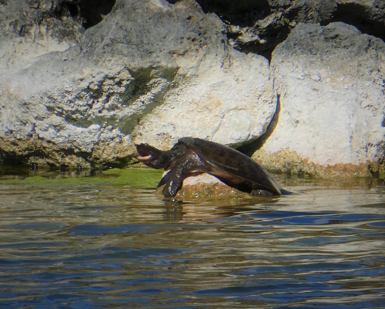 Florida Softshell Turtle