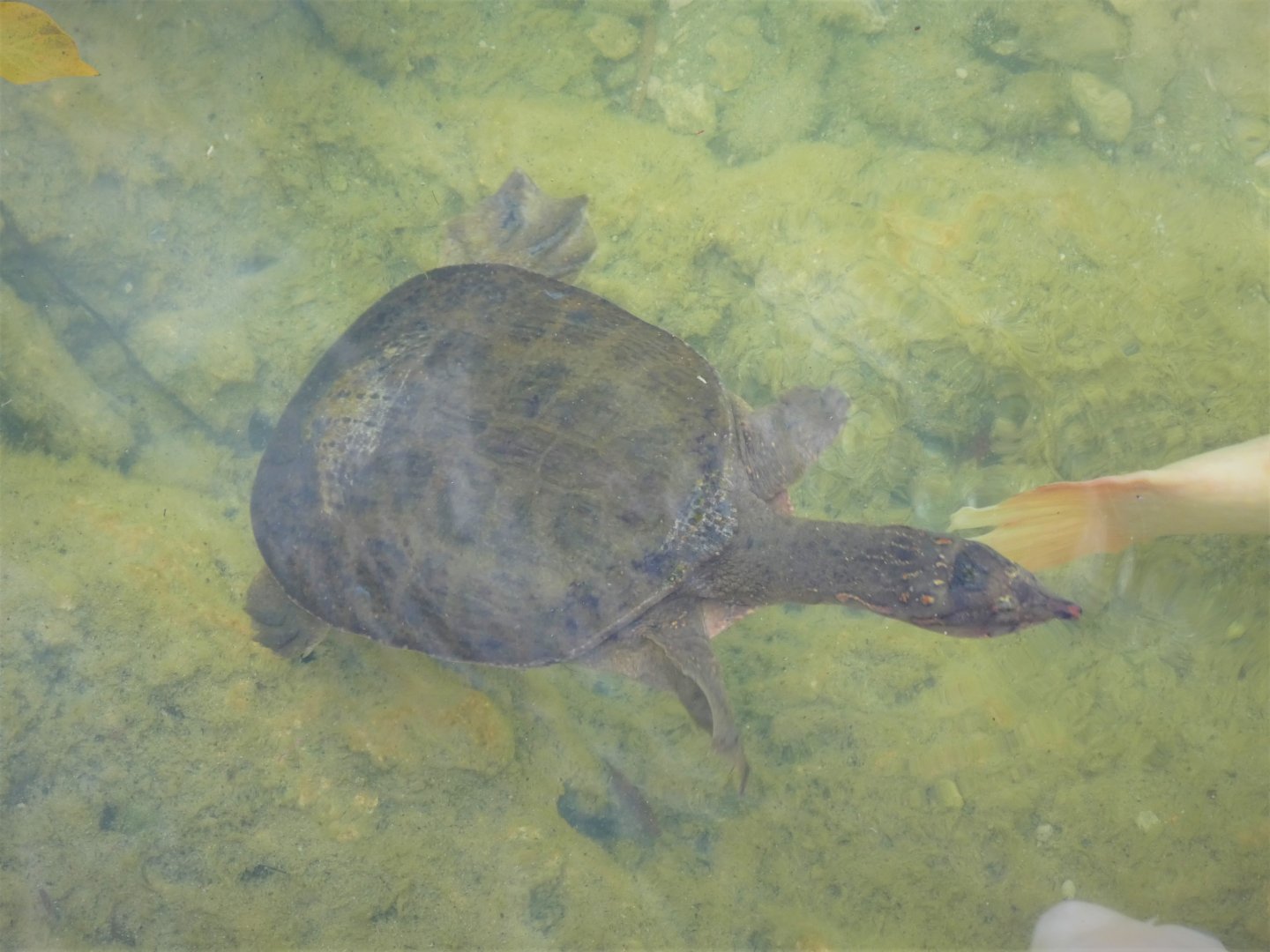 Florida Softshell Turtle