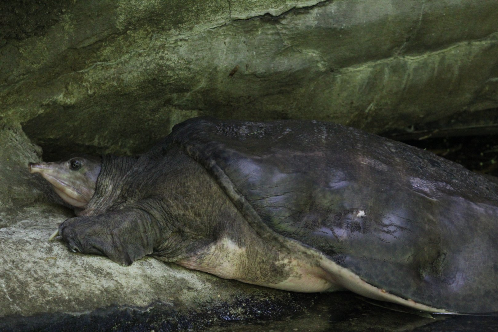 Florida Softshell Turtle