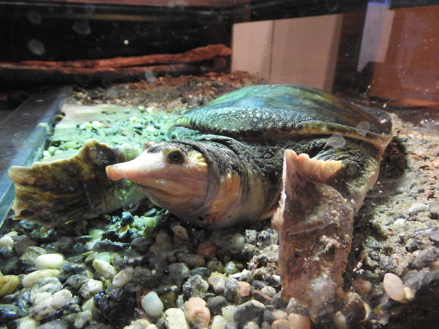 Florida Softshell Turtle