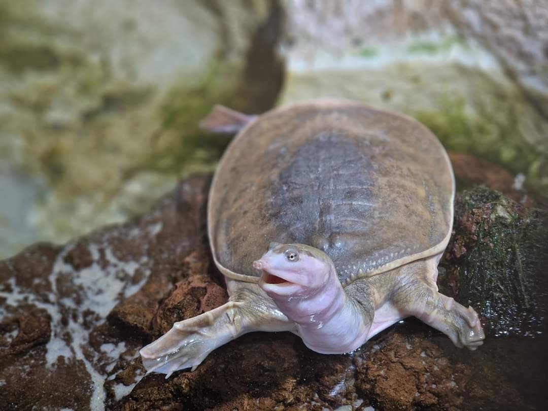 Florida Softshell Turtle
