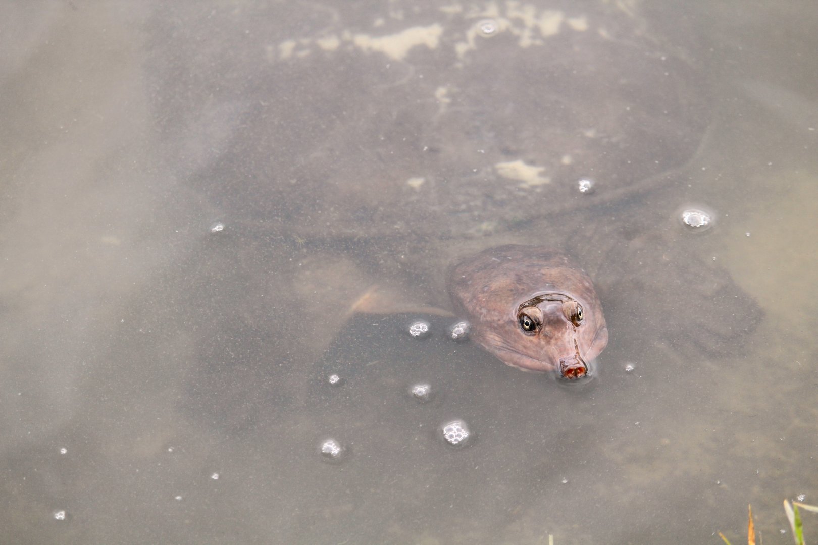 Florida Softshell Turtle