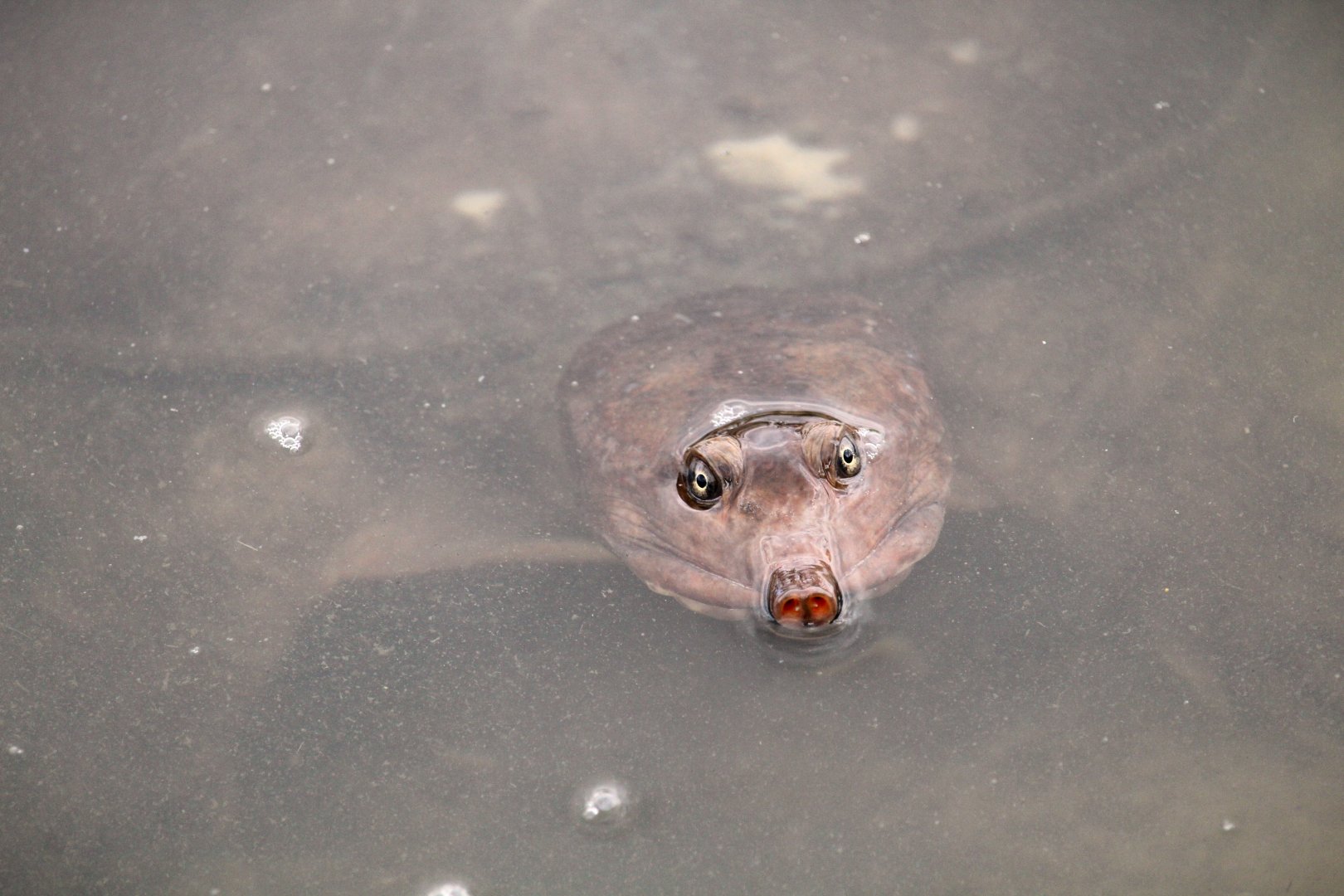 Florida Softshell Turtle