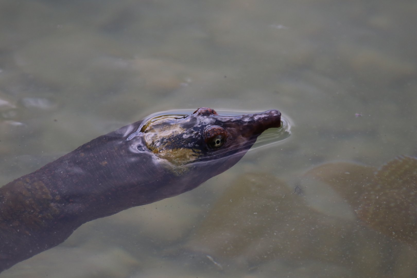 Florida softshell turtle