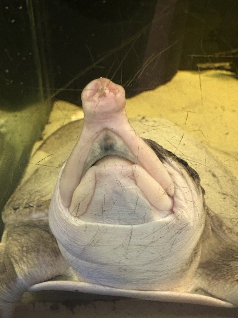 Florida Softshell Turtle