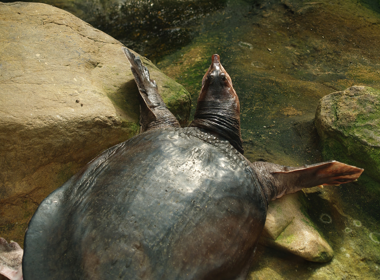 Florida softshelled turtle (Apalone ferox), 2007-04-01