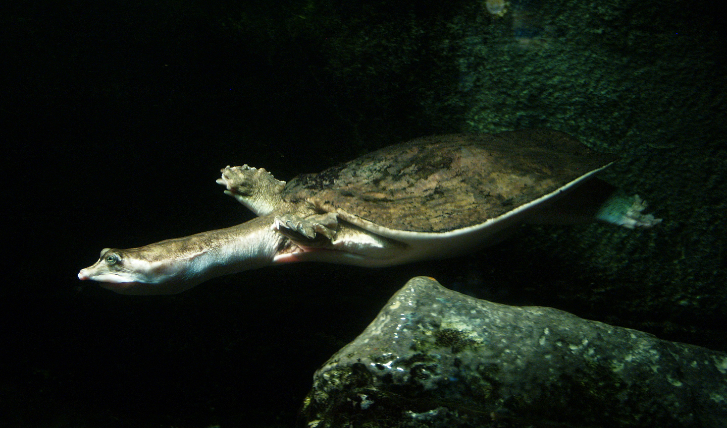 Florida softshelled turtle (Apalone ferox), 2014-02-16