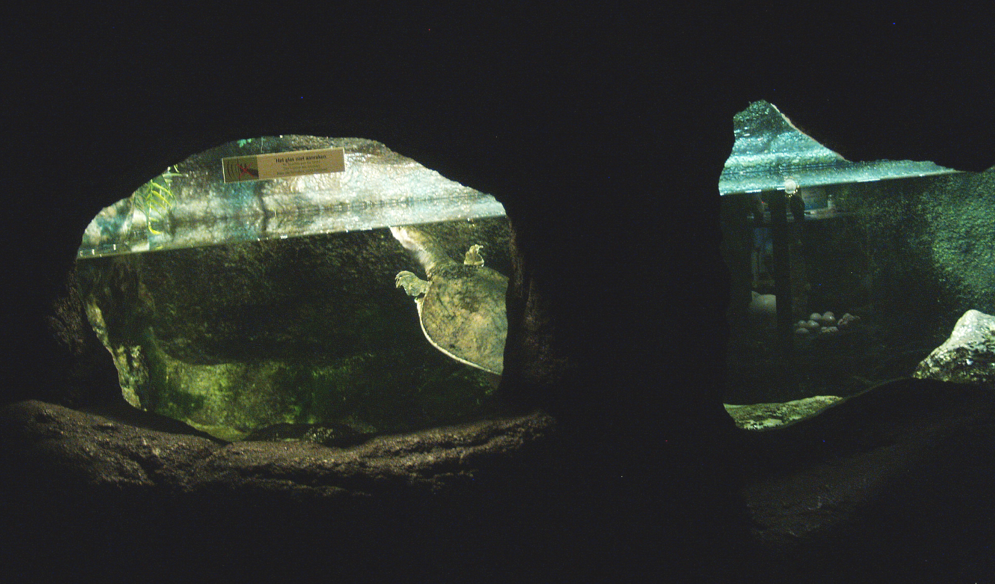 Florida softshelled turtle exhibit, 2014-02-16