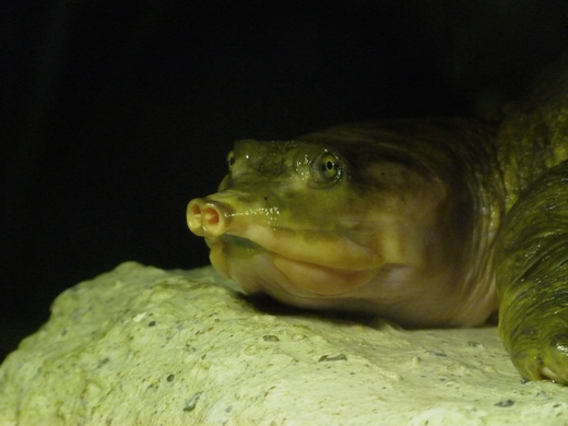 Florida softshelled turtle