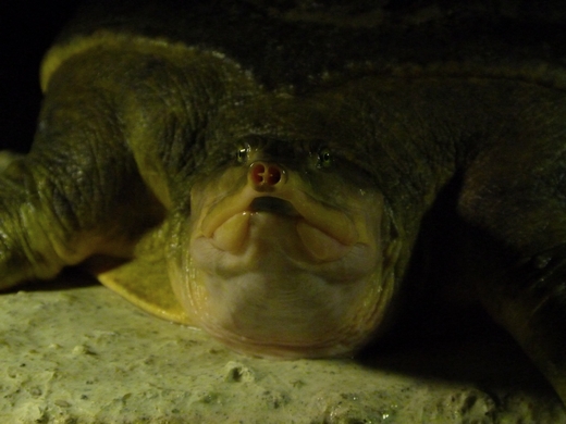 Florida softshelled turtle