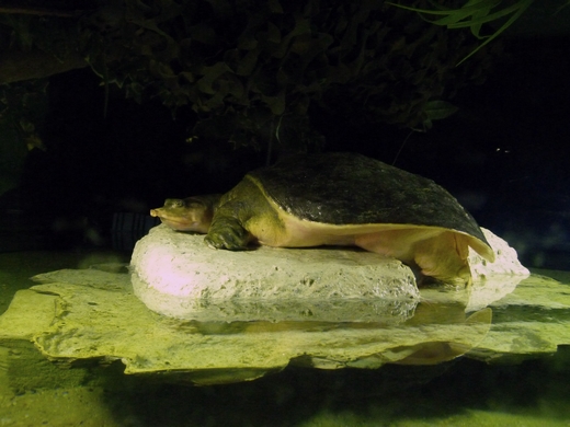 Florida softshelled turtle