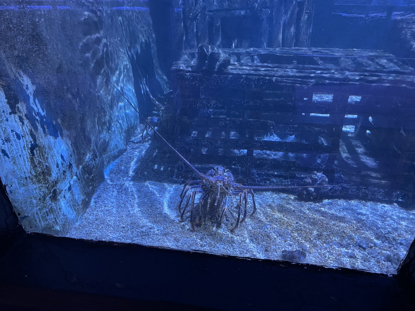 Florida spiny lobster (1/2/24)