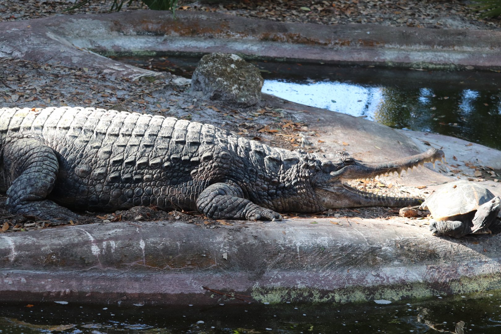Florida - Tomistoma