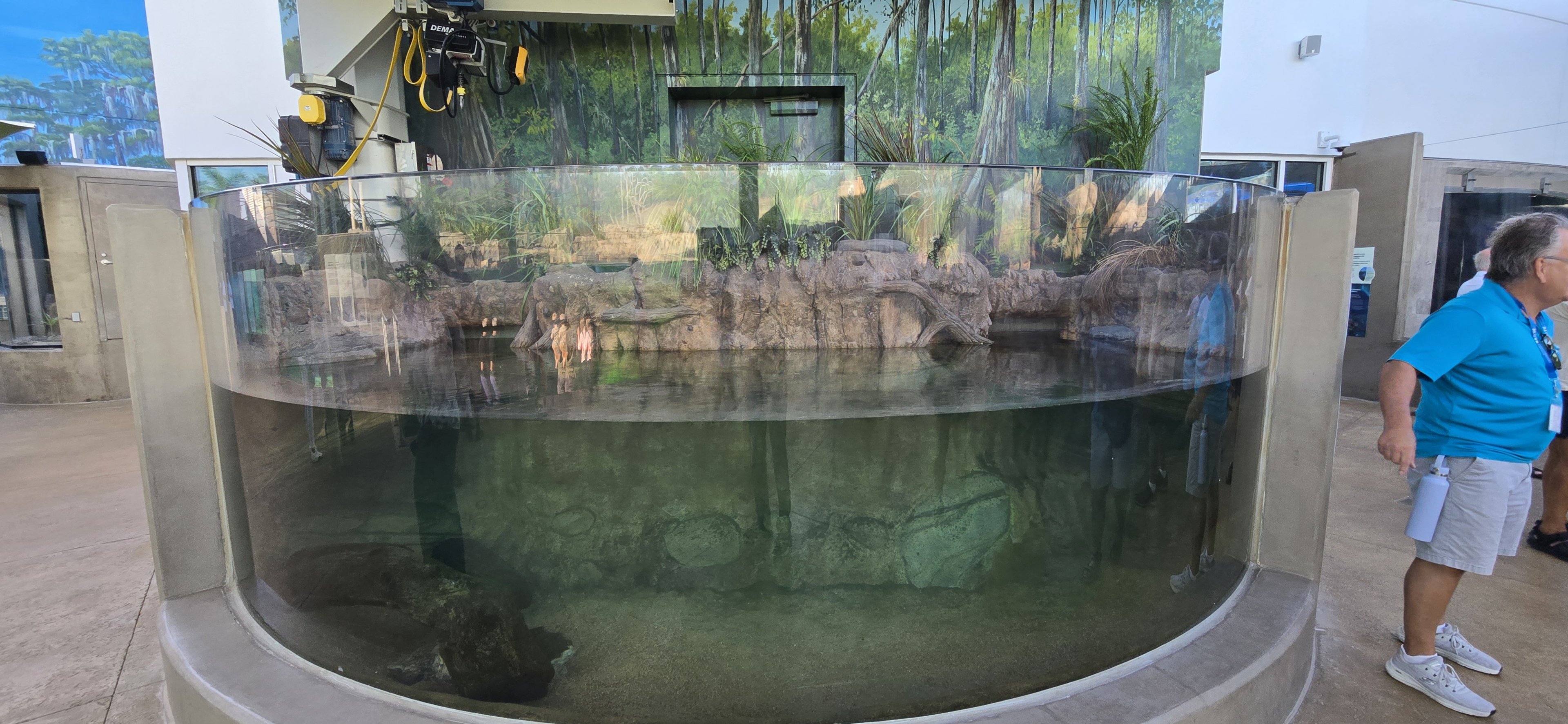 Florida Waters - alligator snapping turtle