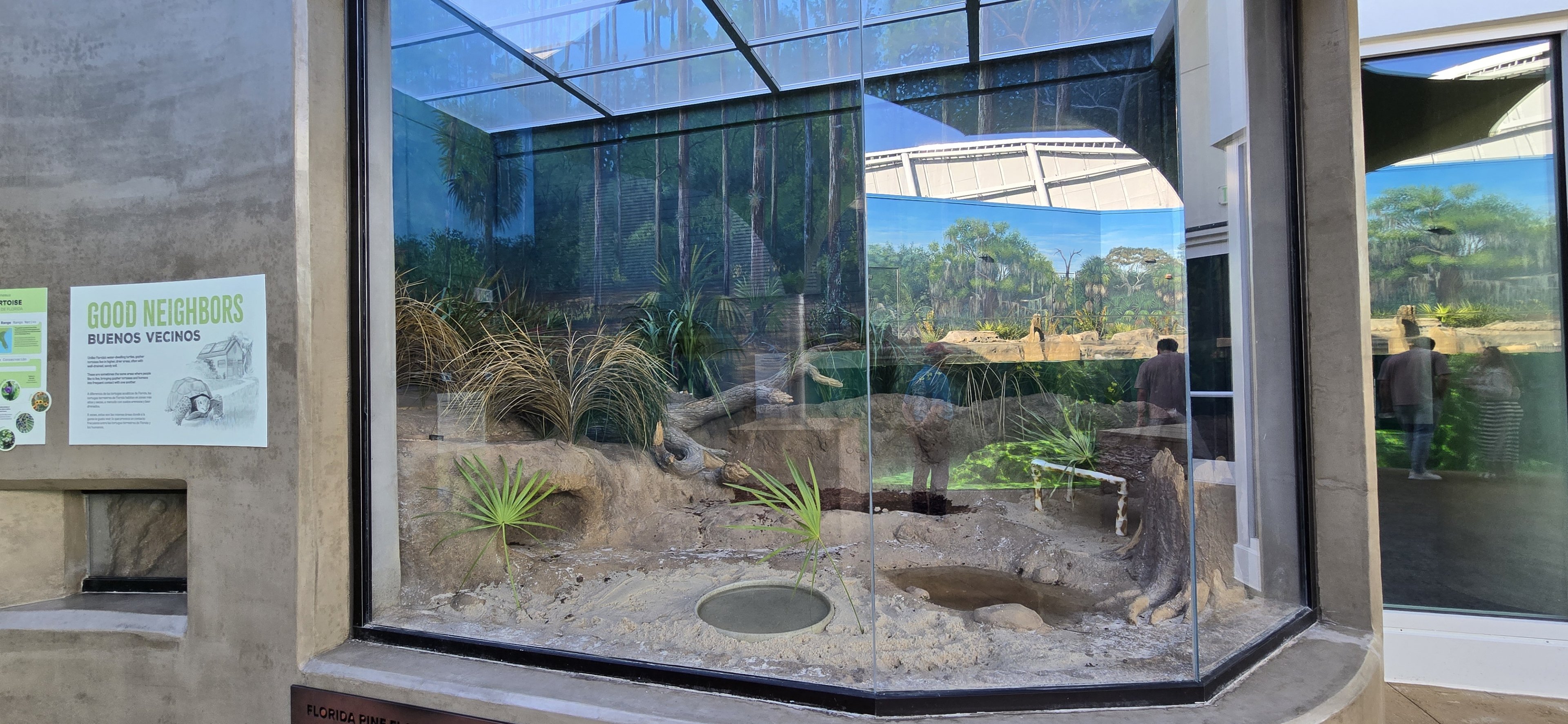 Florida Waters - Gopher tortoise