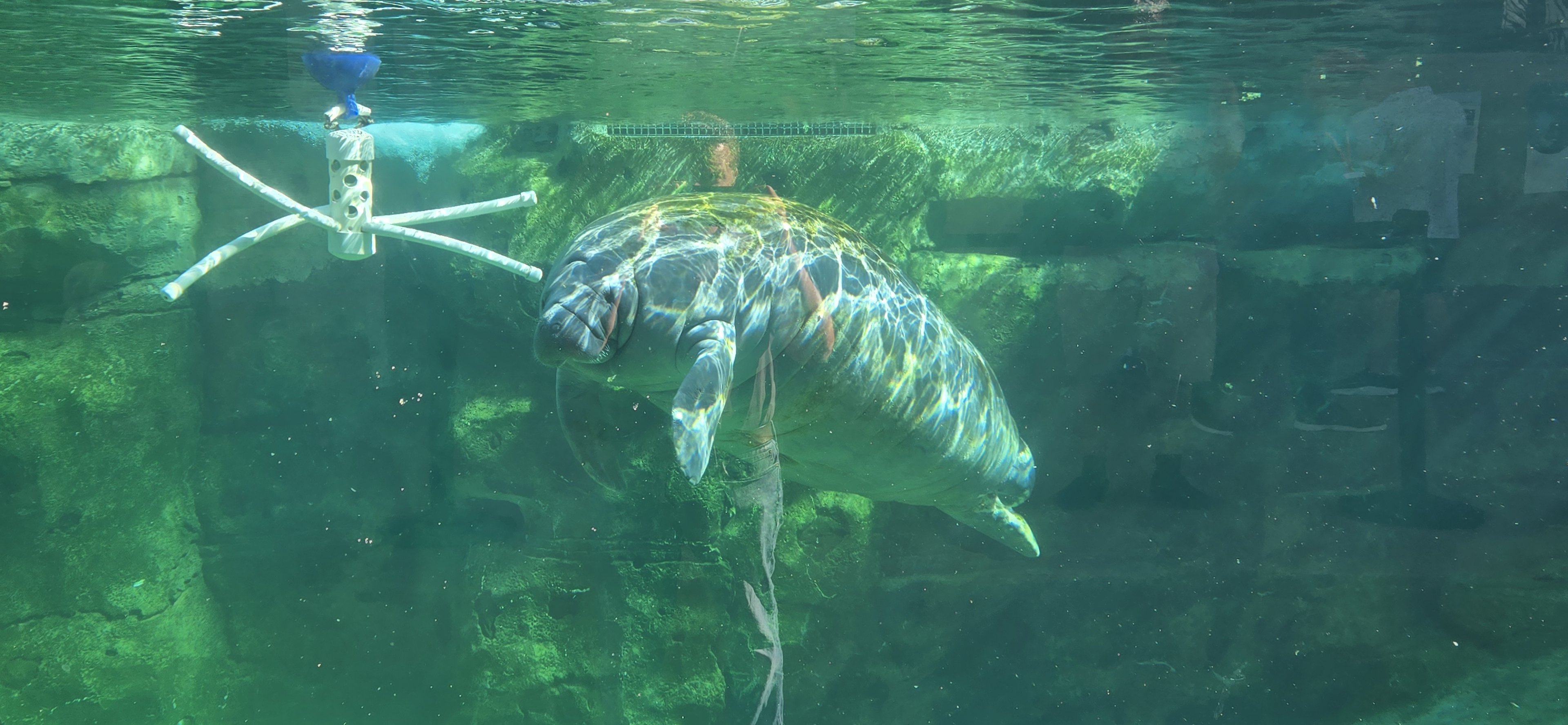 Florida Waters -  manatee