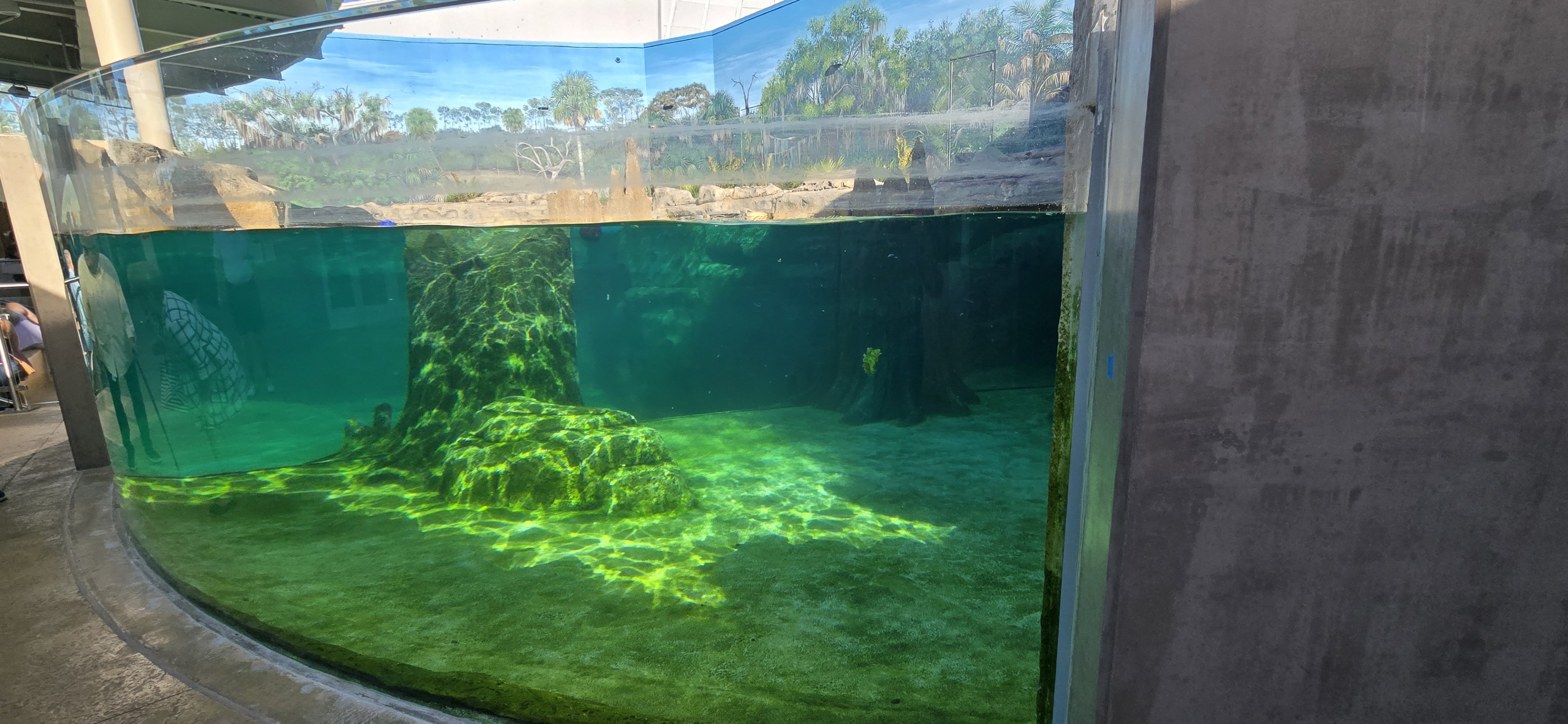 Florida Waters - manatee