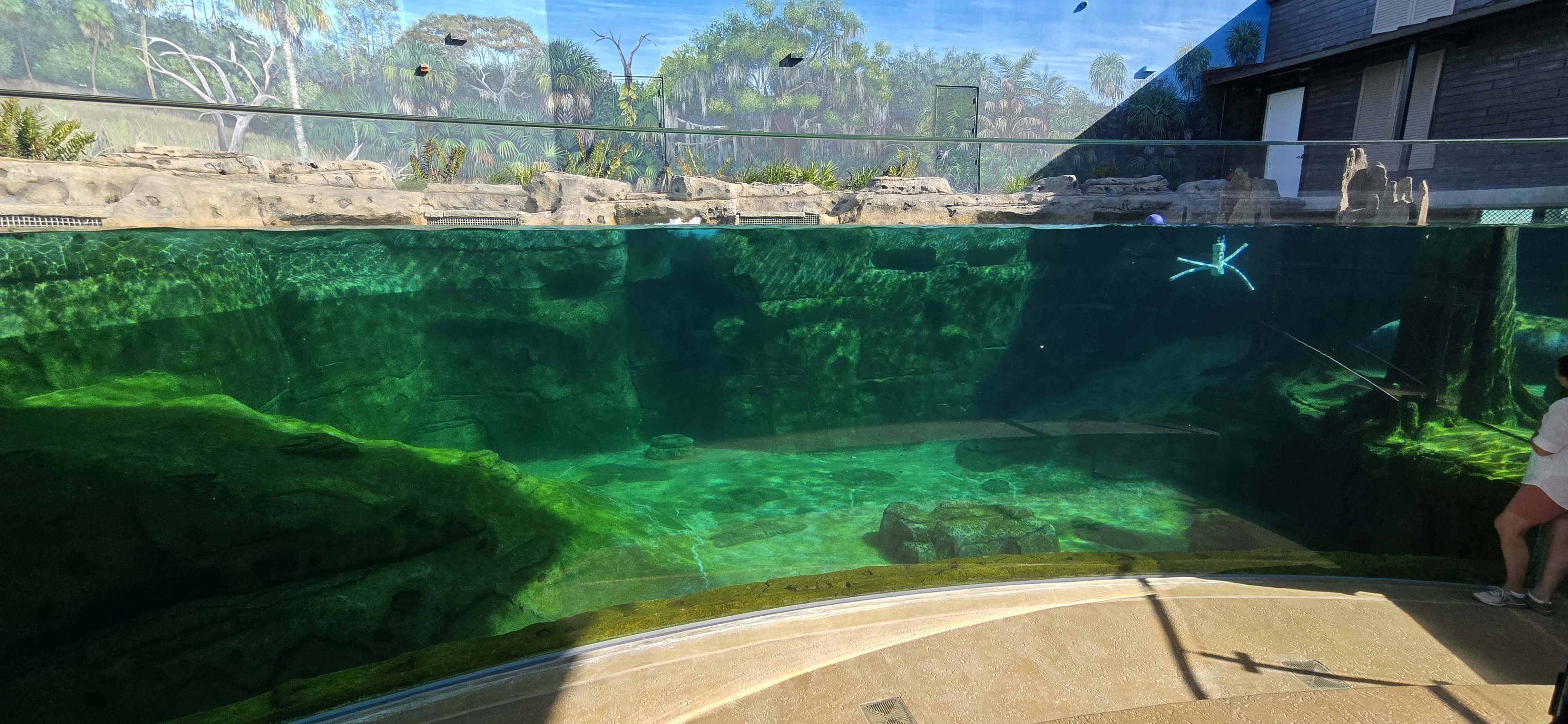 Florida Waters - manatee