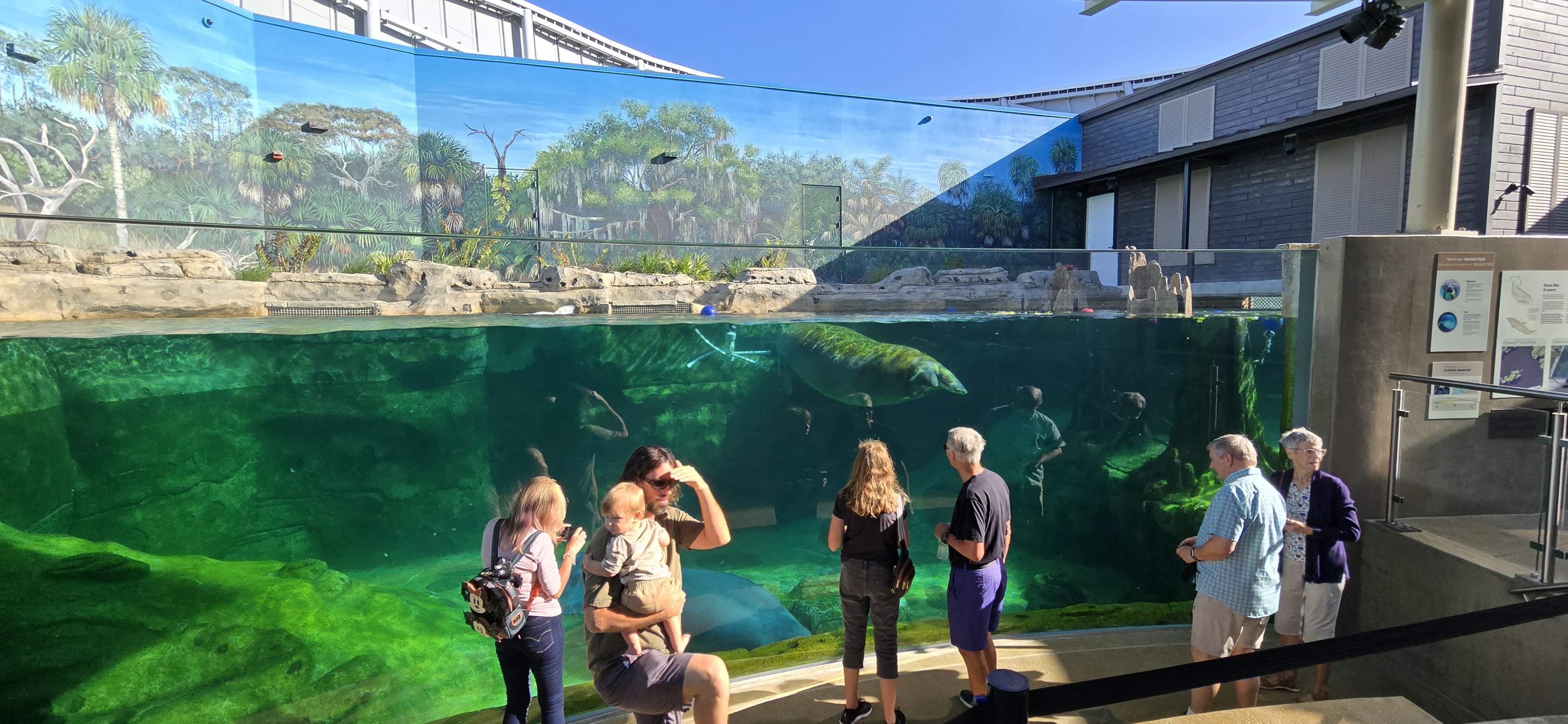 Florida Waters - manatee