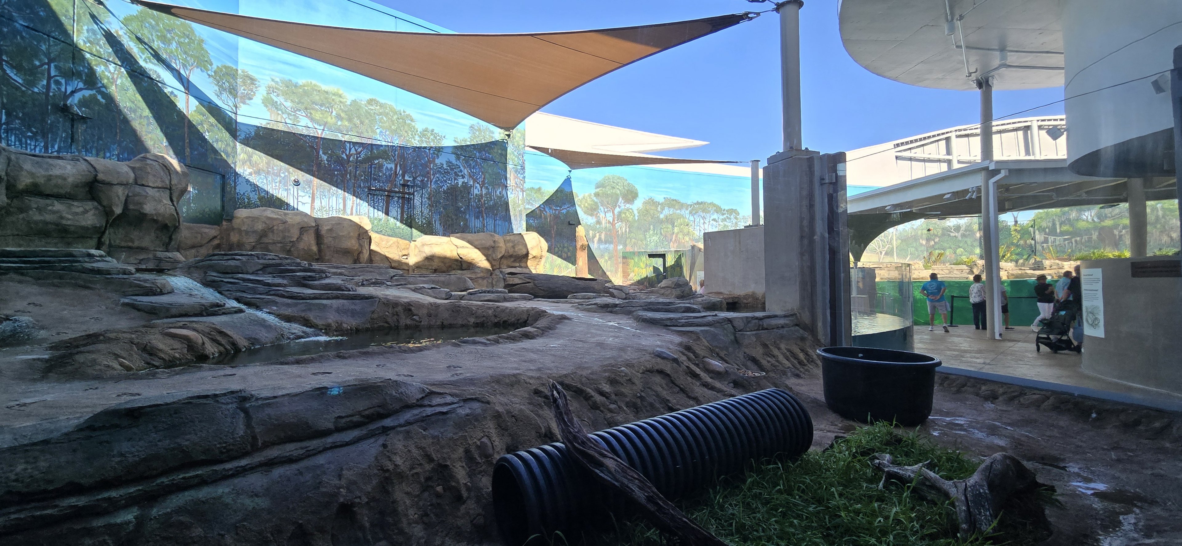 Florida Waters -  river otters