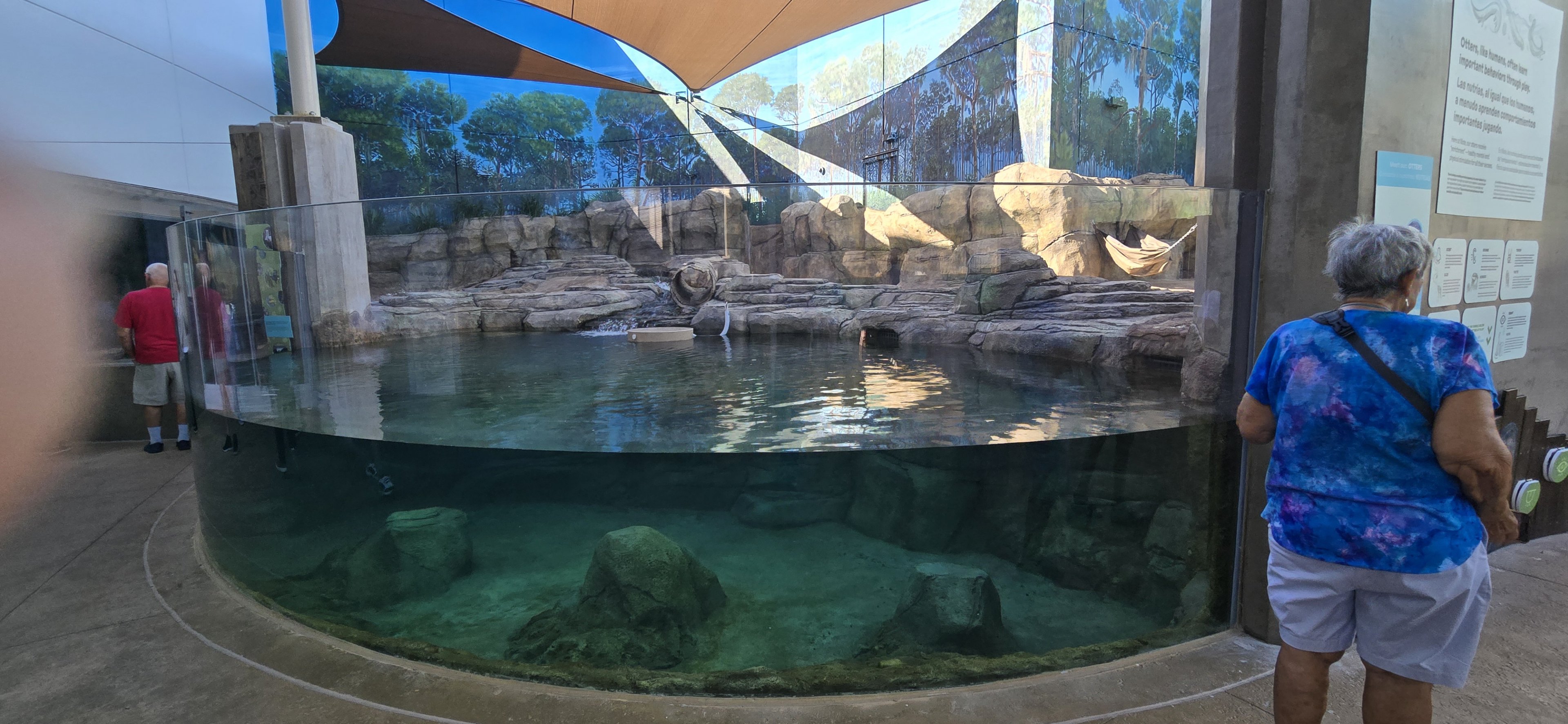 Florida Waters -  river otters