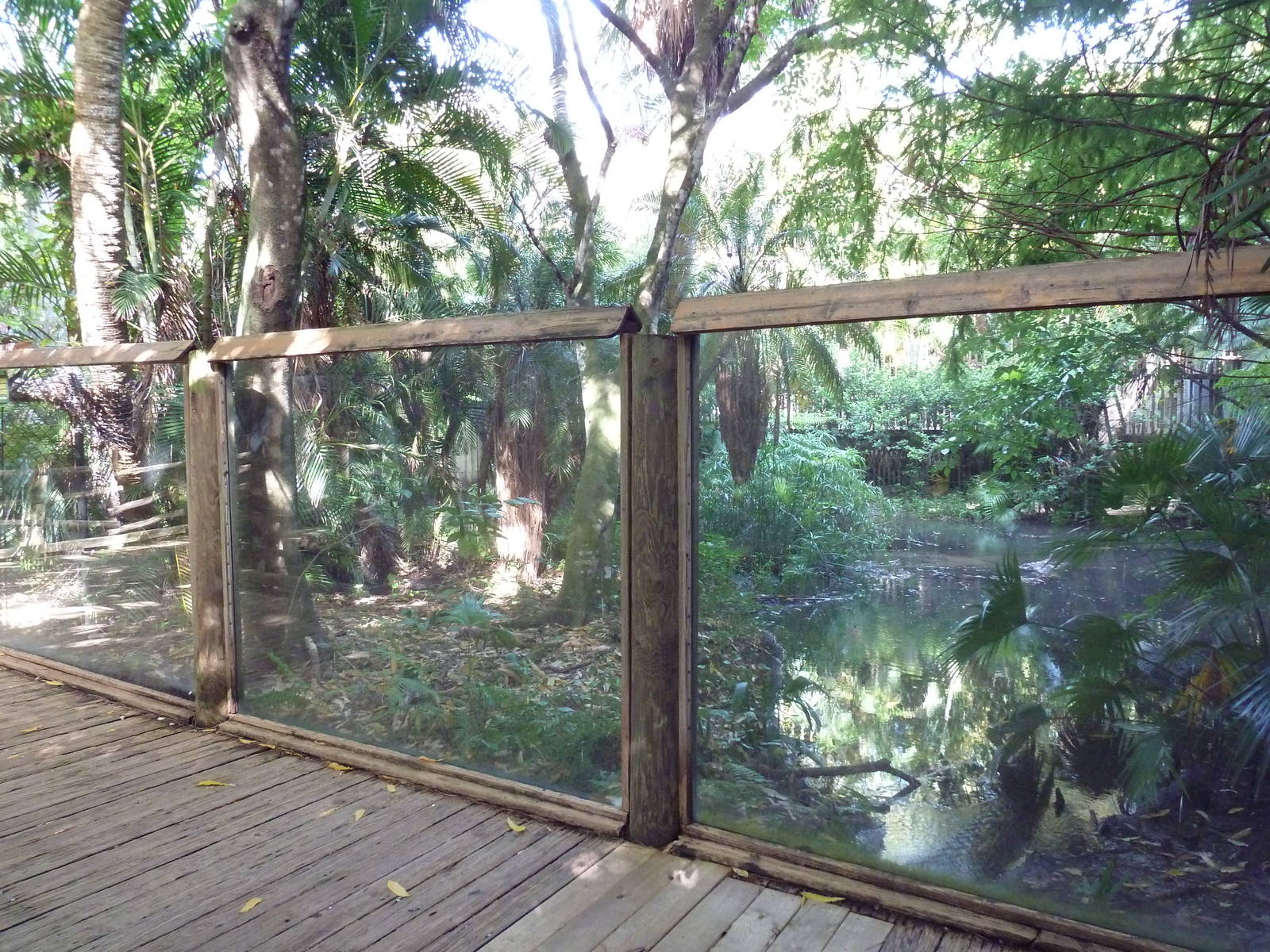 Florida Wetlands - American Alligator Exhibit