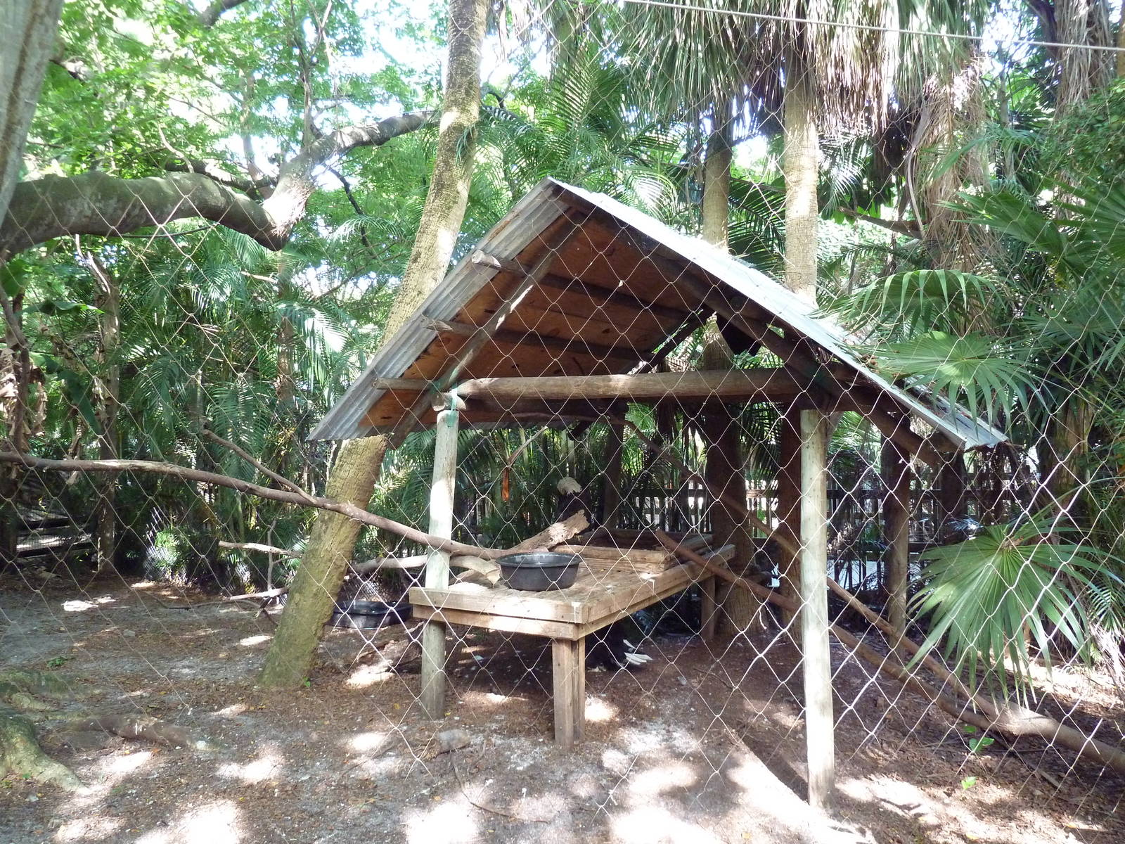 Florida Wetlands - Bald Eagle Exhibit