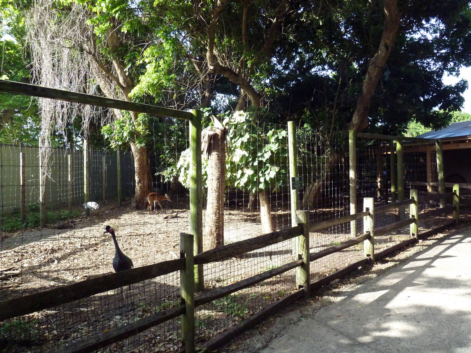 Florida Wetlands - Mixed-Species Exhibit (4 Species)