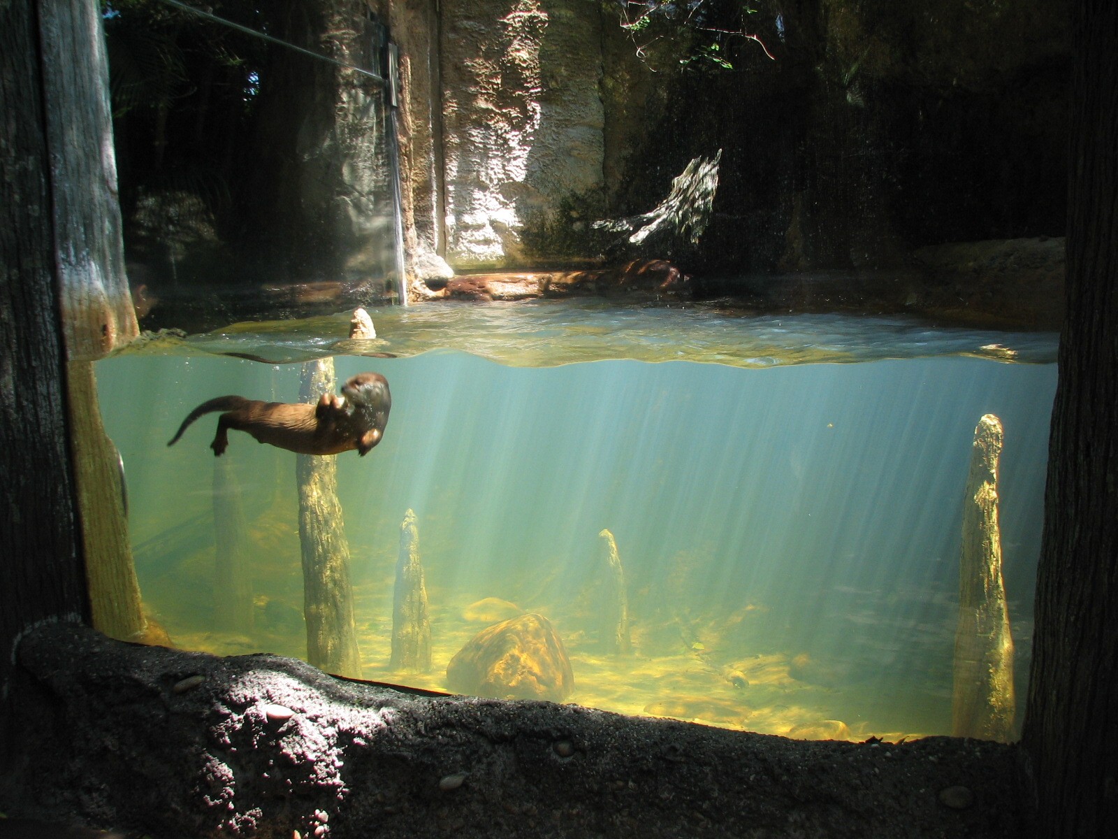 Florida Wetlands River Otter Exhibit