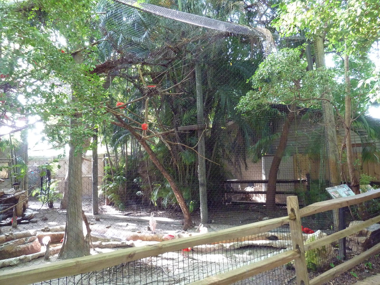 Florida Wetlands - Scarlet Ibis/Roseate Spoonbill Aviary