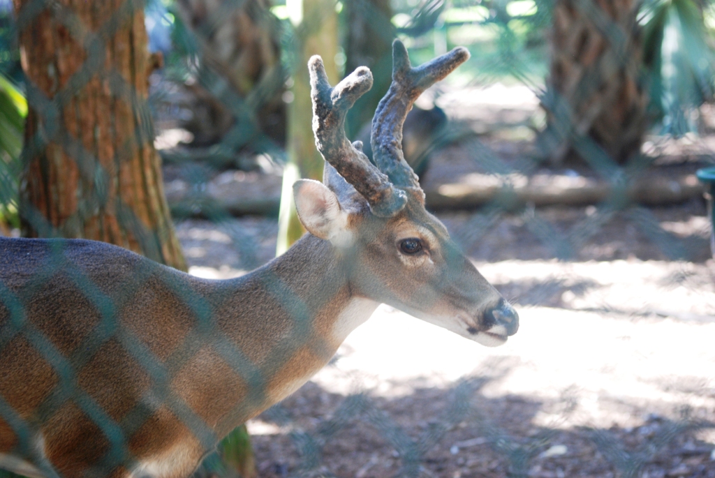 Florida White-tailed Deer at Busch Wildlife Sanctuary, 14/10/13