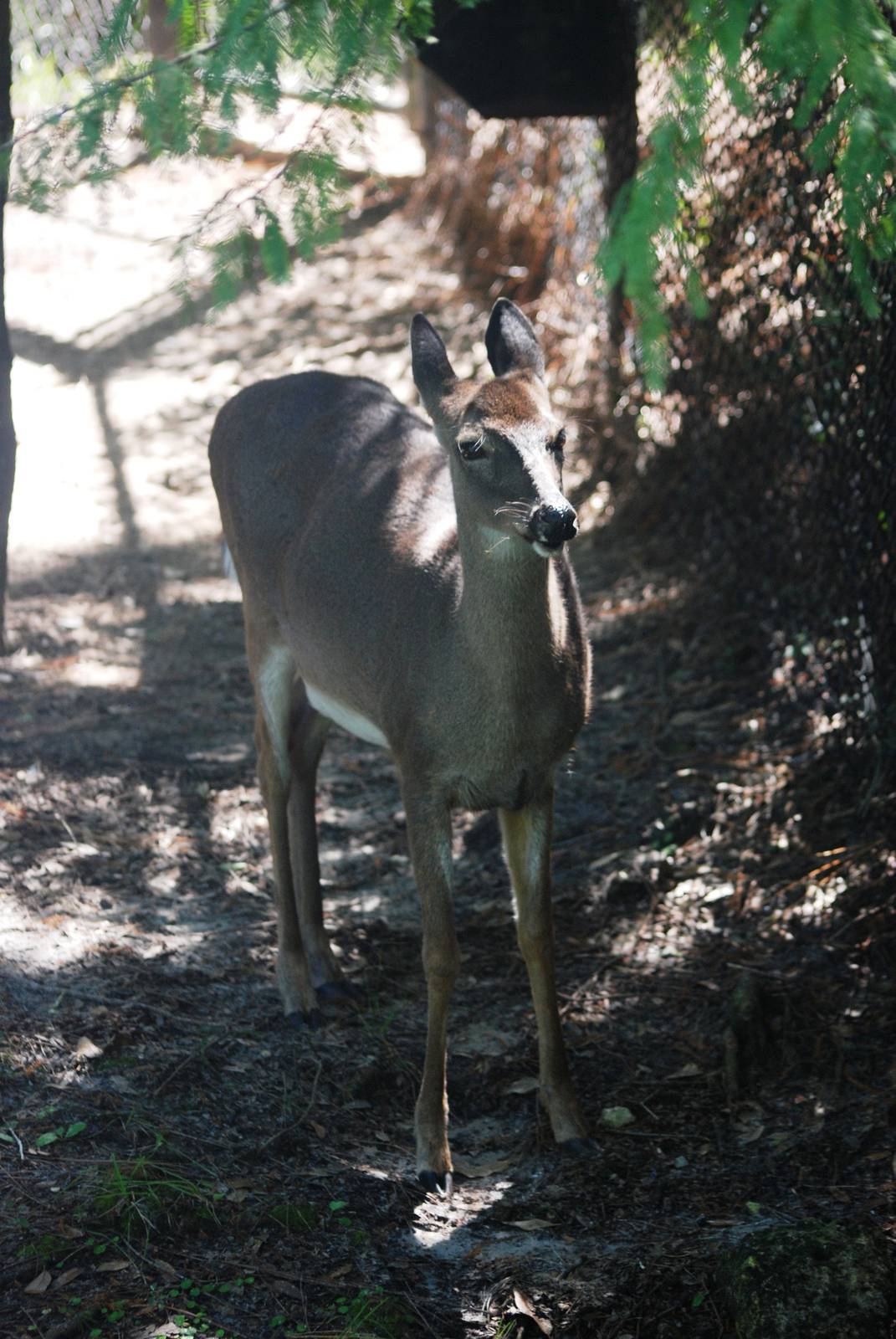 Florida White-tailed Deer at Jacksonville, 10/10/13