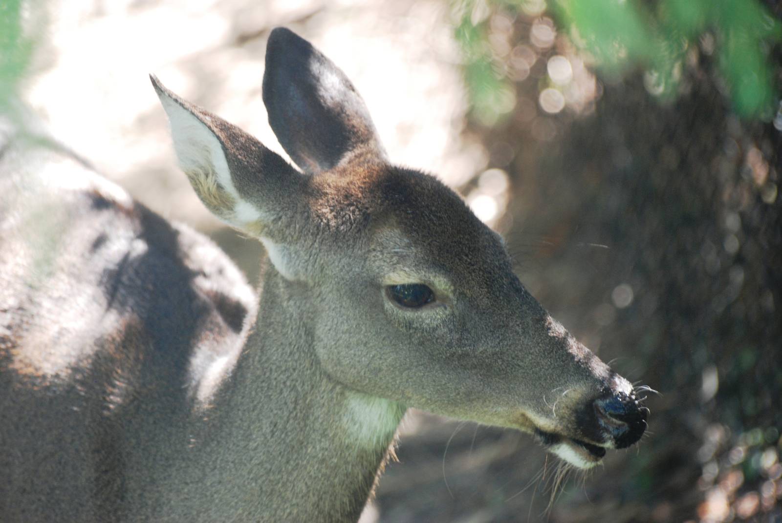 Florida White-tailed Deer at Jacksonville, 10/10/13