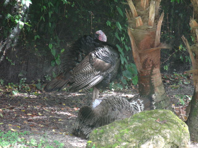 Florida Wild Turkey