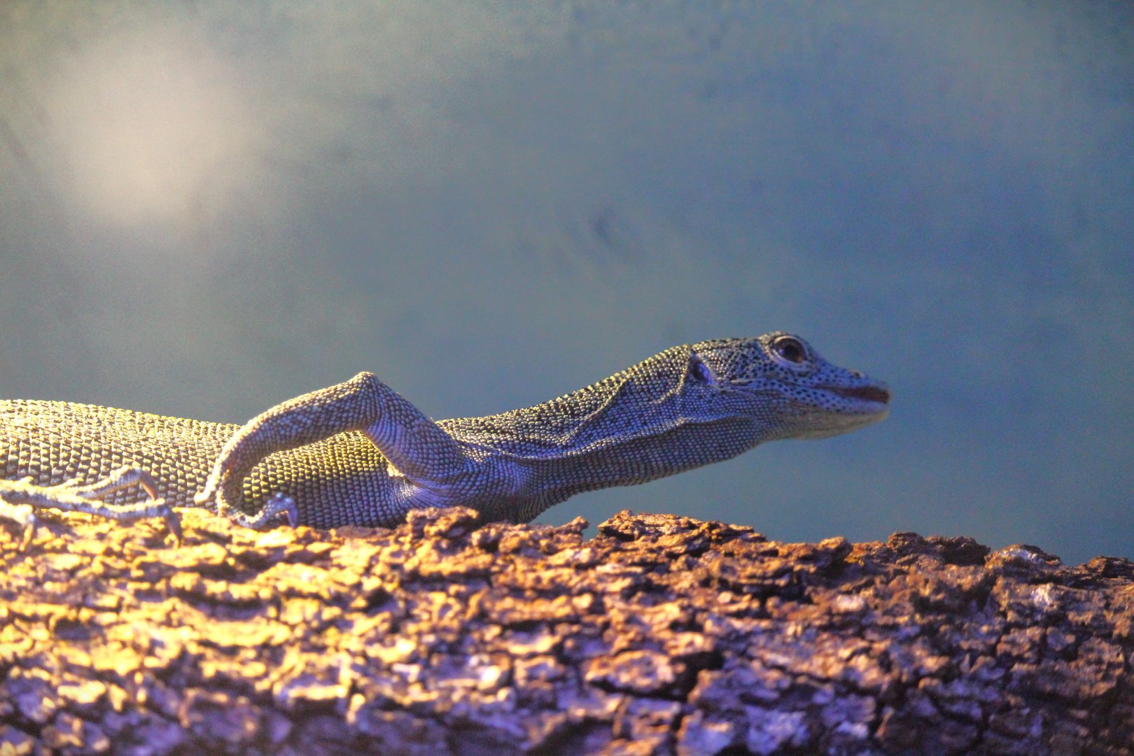 Florida Wildlife Center - Biak Tree Monitor