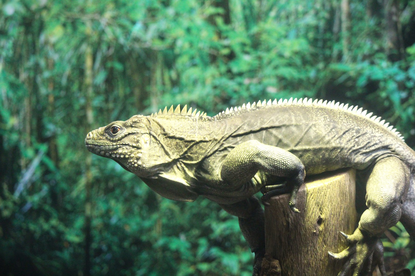 Florida Wildlife Center - Cuban Iguana