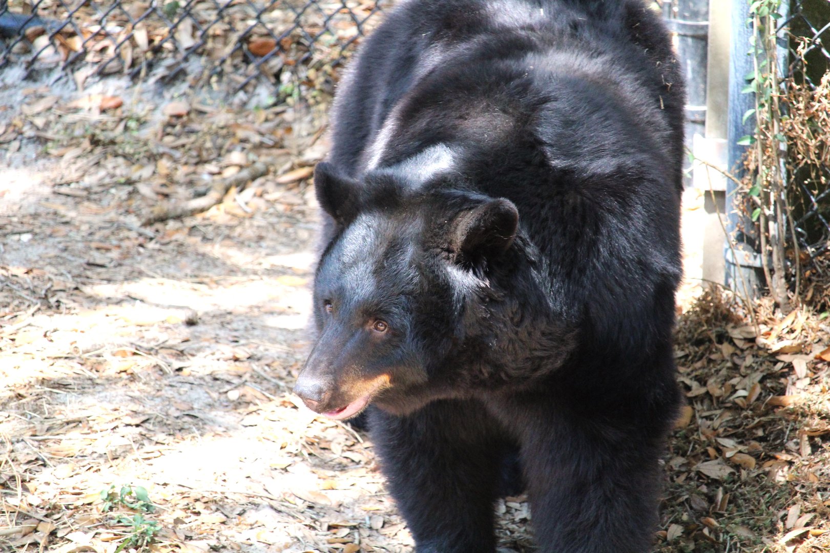 Florida Wildlife Center - Eastern Black Bear