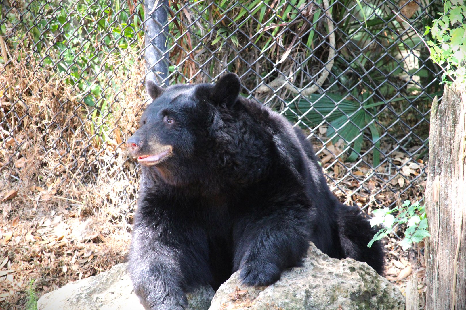 Florida Wildlife Center - Eastern Black Bear