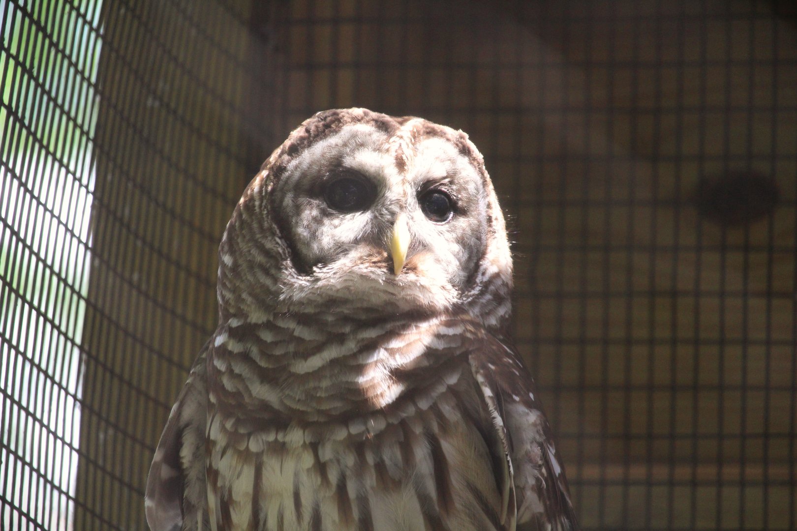 Florida Wildlife Center - Florida Barred Owl