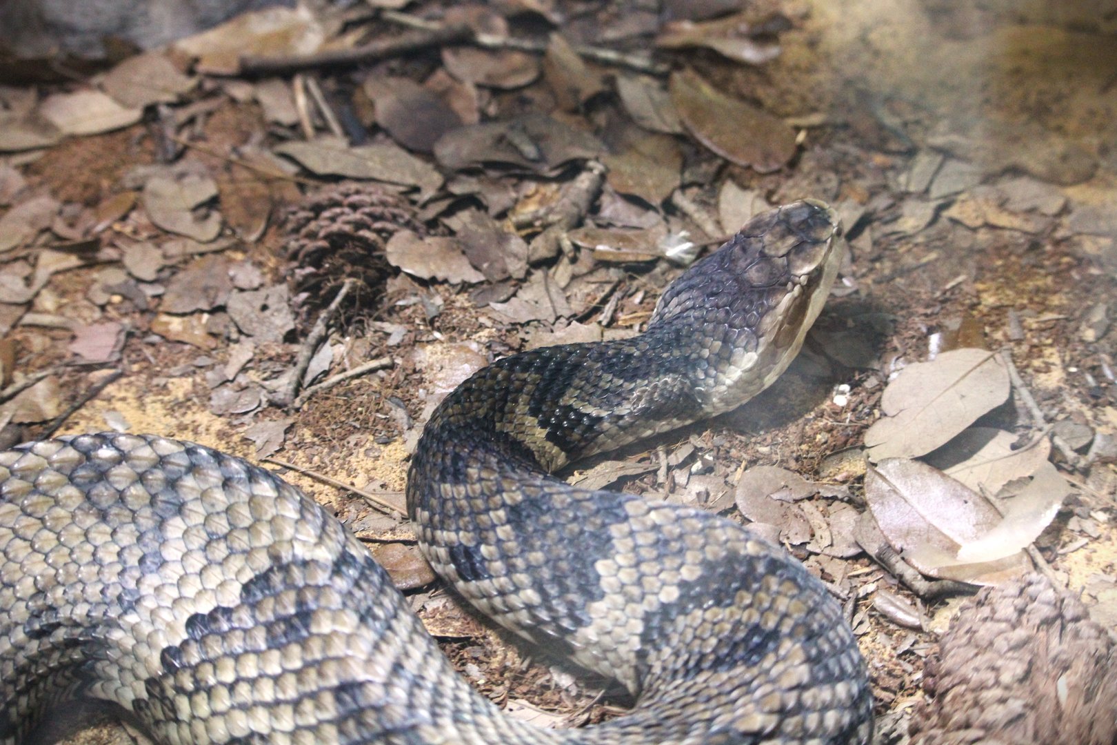 Florida Wildlife Center - Florida Cottonmouth