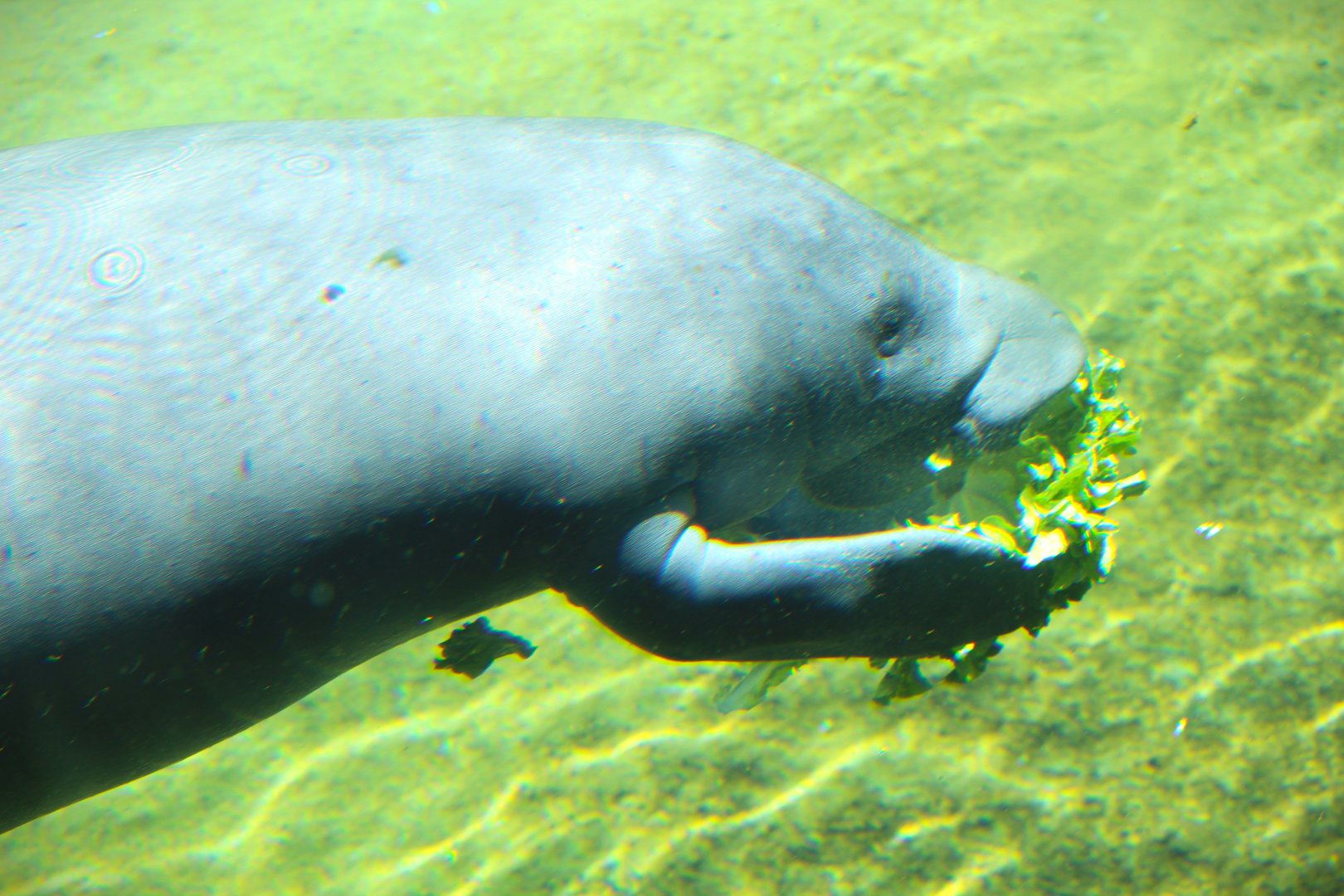 Florida Wildlife Center - Florida Manatee