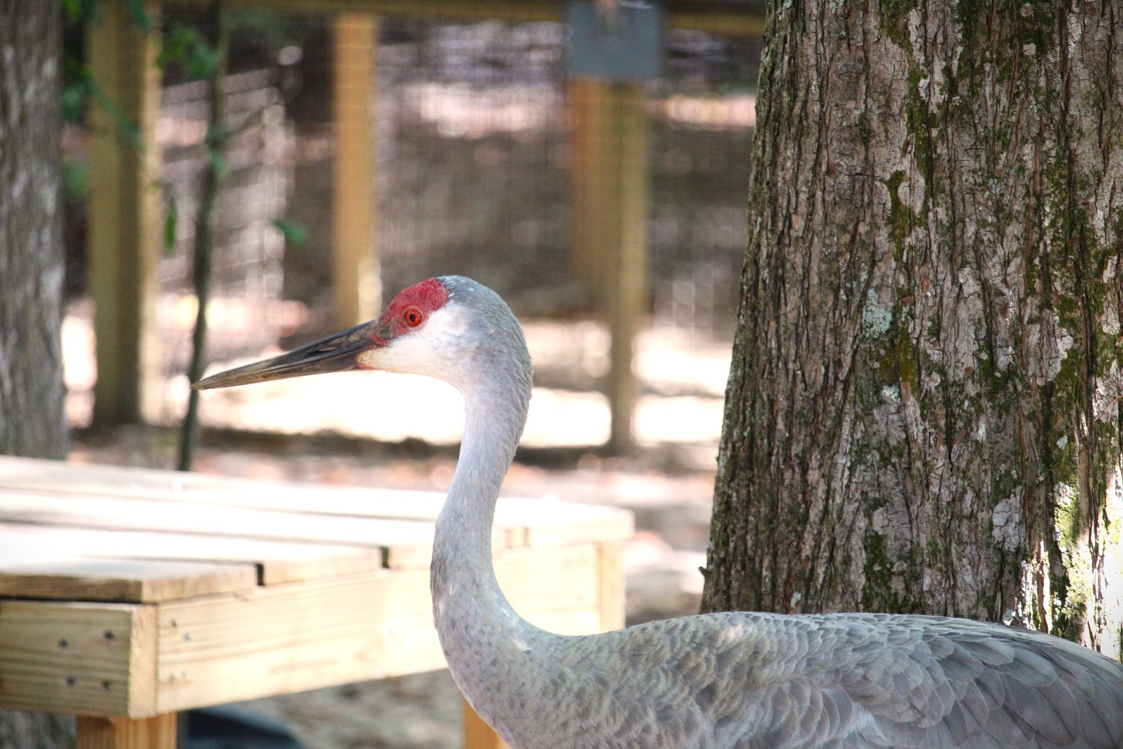 Florida Wildlife Center - Florida Sandhill Crane