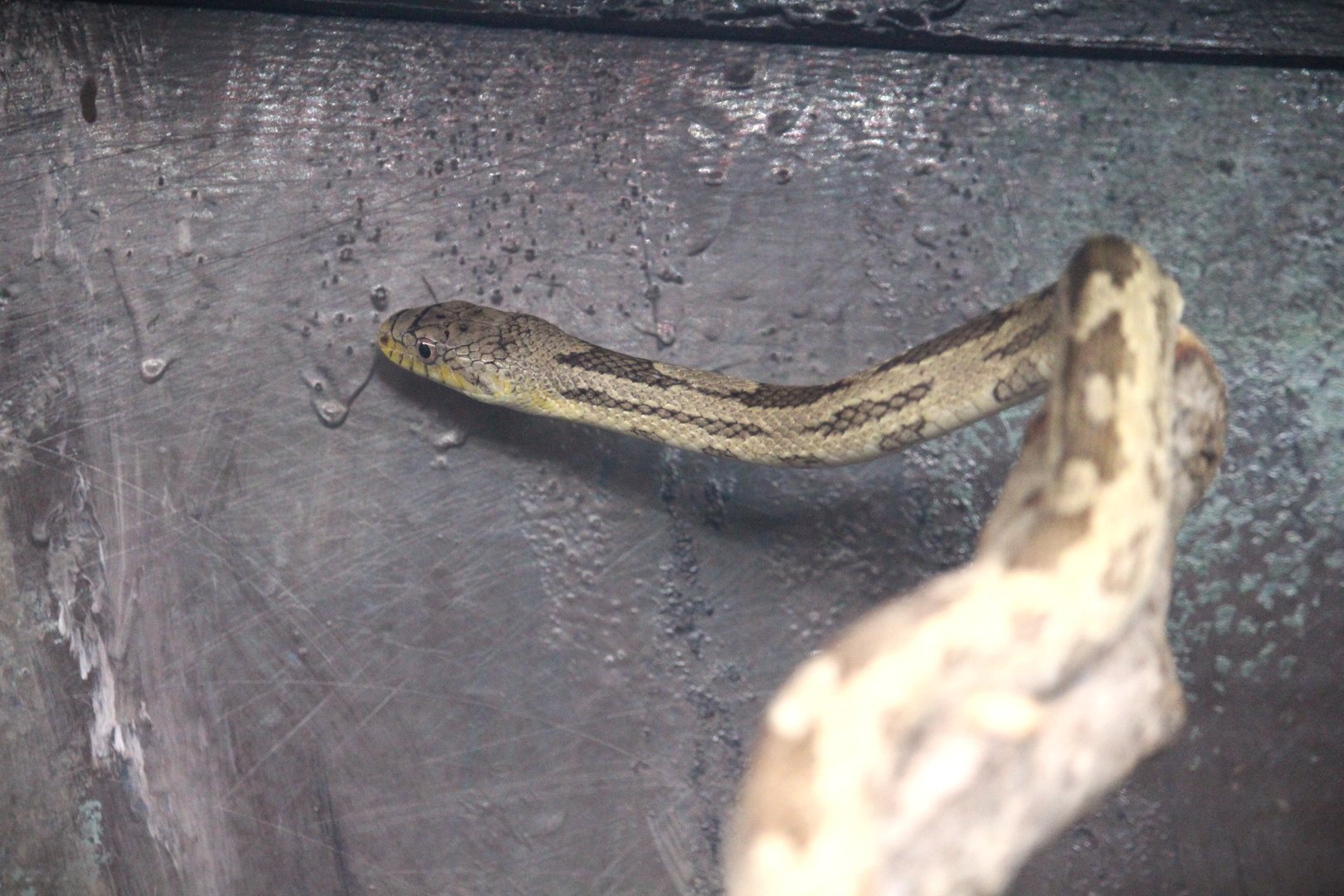 Florida Wildlife Center - Gray Ratsnake